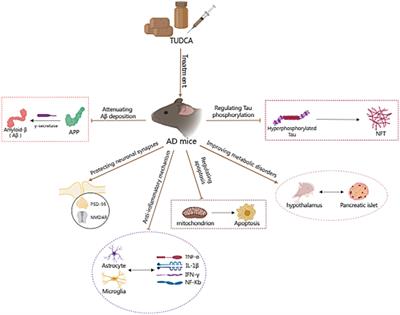 Tauroursodeoxycholic acid: a bile acid that may be used for the prevention and treatment of Alzheimer’s disease